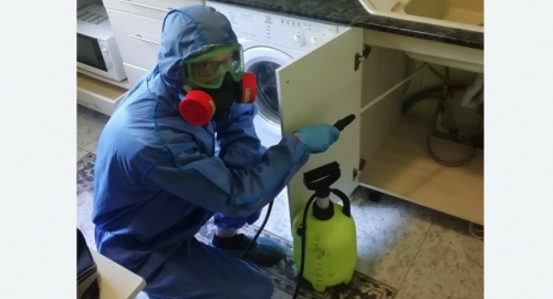 Уничтожение муравьев в квартире. Тайга