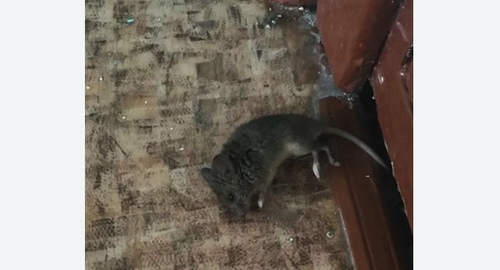 Дезинфекция от мышей в Тайге