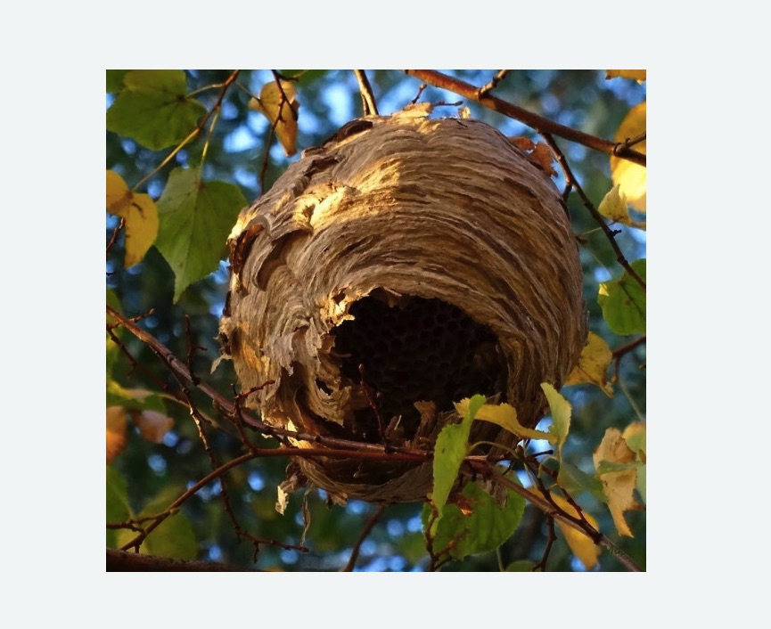 Обработка от шершней в Тайге