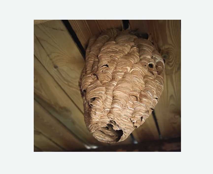 обработка от шершней в Тайге