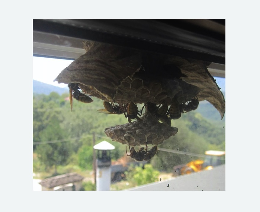 Уничтожение гнёзд шершней в Тайге