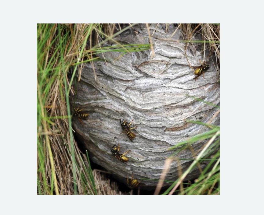 Уничтожение ос и ульев в Тайге